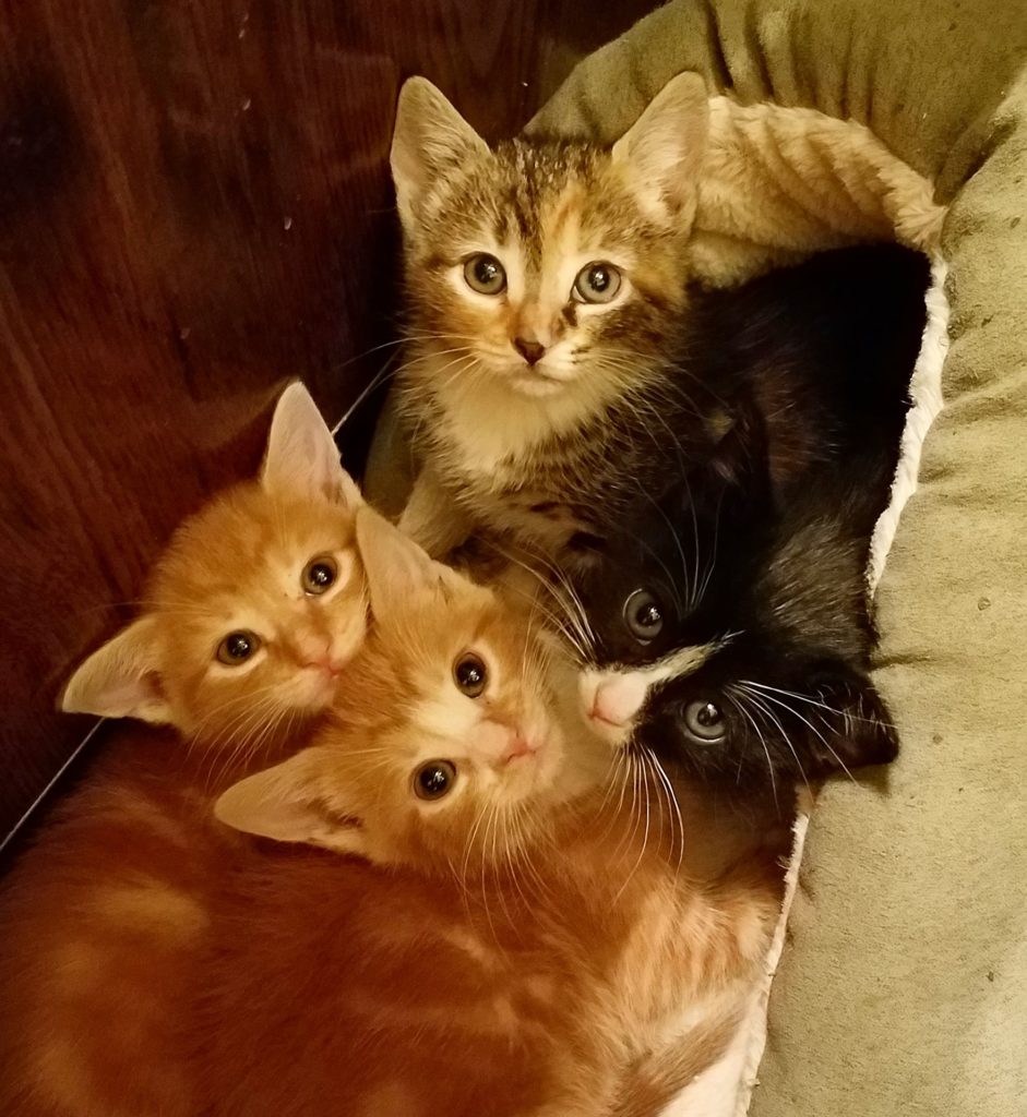 Kittens Oreo, Rusty, Penny, Hercules – Bobbi and the Strays