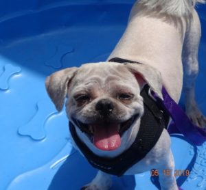 adopt strays bobbi bobbiandthestrays