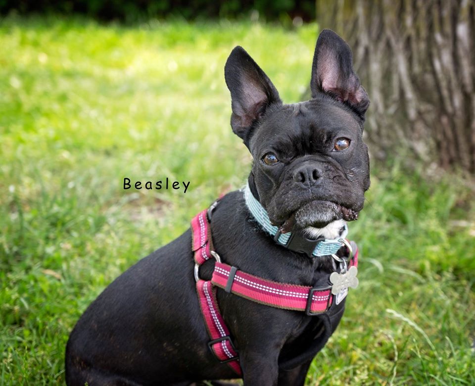 Beasley - Bobbi and the Strays