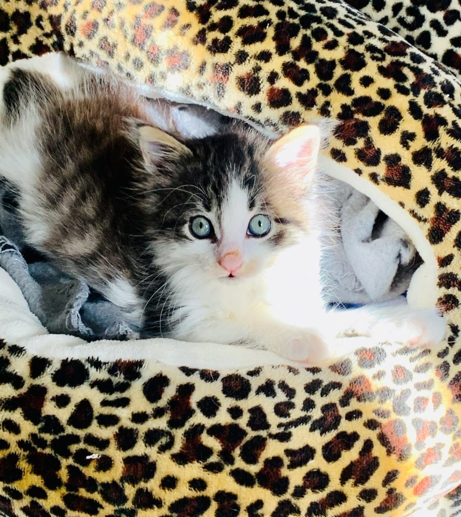 cat sanctuary belfast