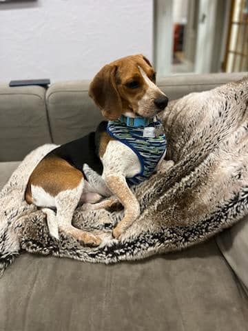 Butch the hot sale beagle