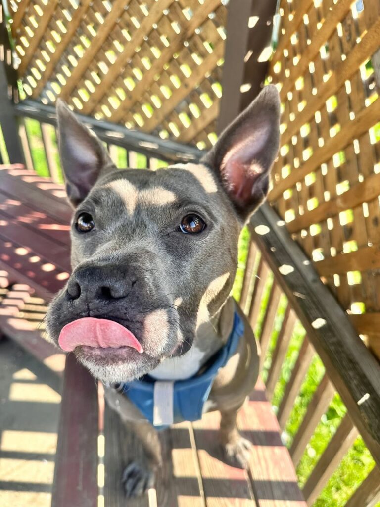 Rabbit – Bobbi and the Strays